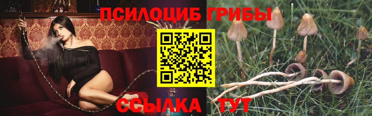 Галлюциногенные грибы Psilocybe Нерюнгри